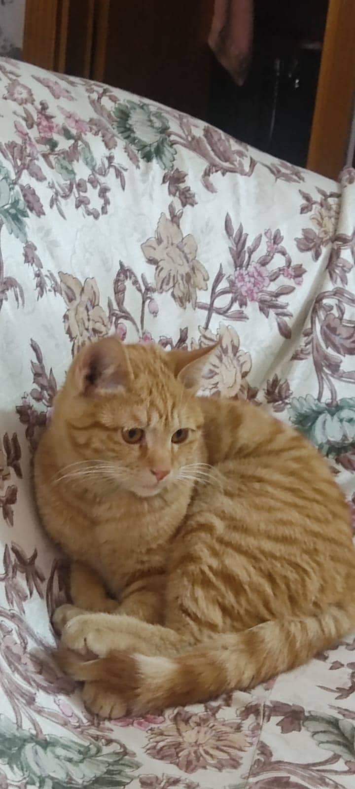 spayed cat for adoption 2