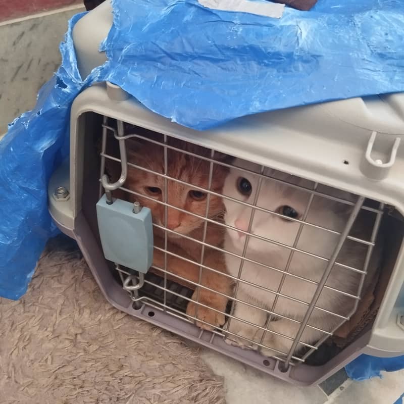 spayed cat for adoption 3