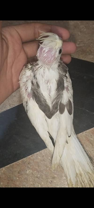 Healthy and active All okay No Any Issue