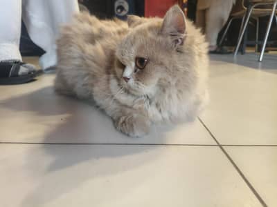 persian double coat semi punch face