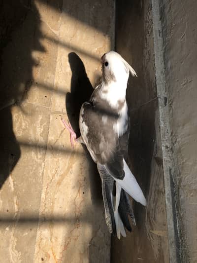 V pied cocktail