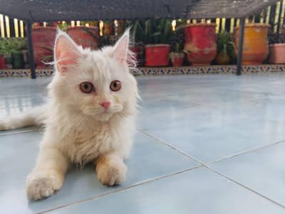Male cat for sale