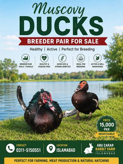 Muscovy ducks   Muscovy Ducks Breeder Pair Available for