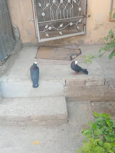 black mukhii breeder pair urgent for sale