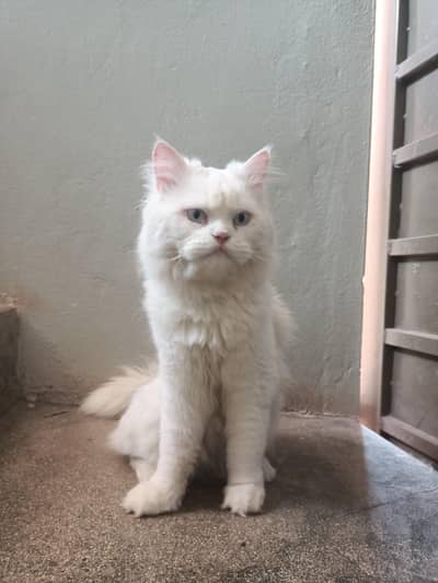 White Persian Cat for samle