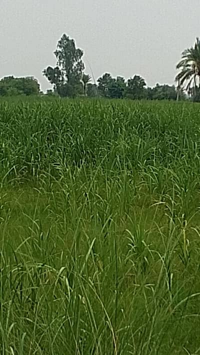 Agriculture Land For Sale Muzaffar Garh Kot Adu