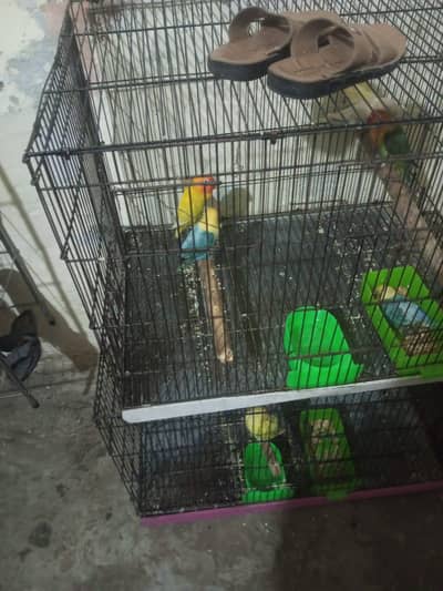 Australian Parrot