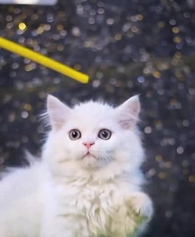 Persian cat for sale my WhatsApp number  03703659905