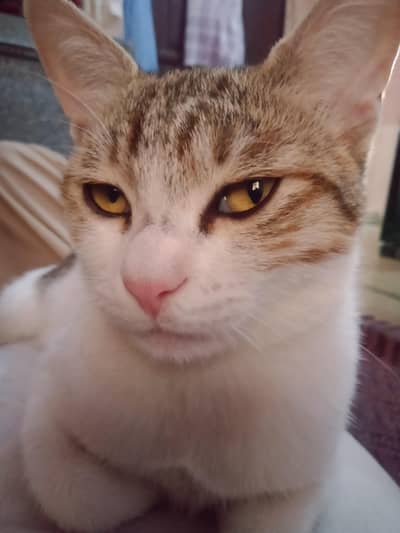 Cats for Sell Out