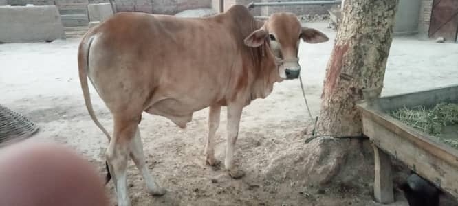 Desi bull kheera bail bacharaa