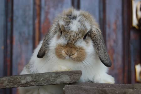 Holland Lop bunnies
