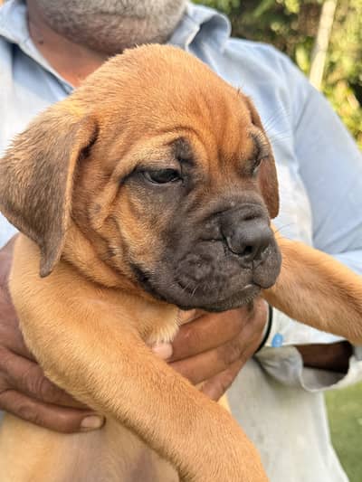 Bullmastiff Puppies – KCP Registered