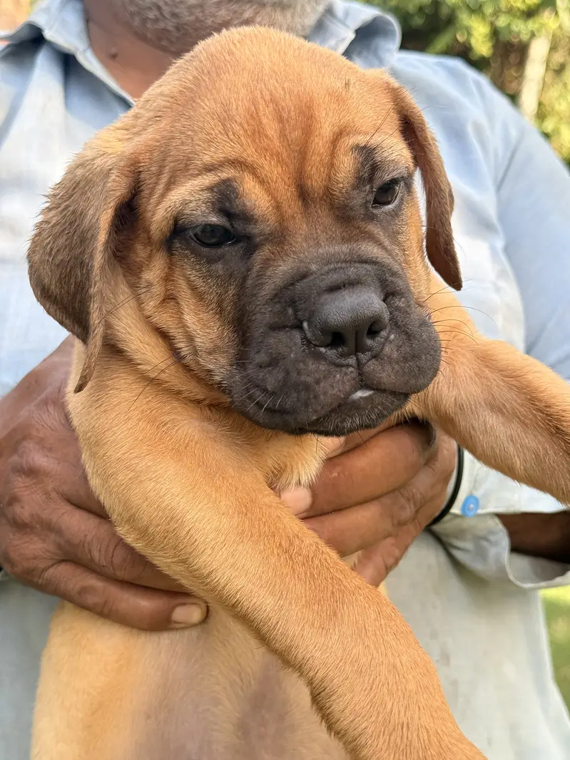 Bull mastiff Puppies – KCP Registered (bullmastiff) — photo 4