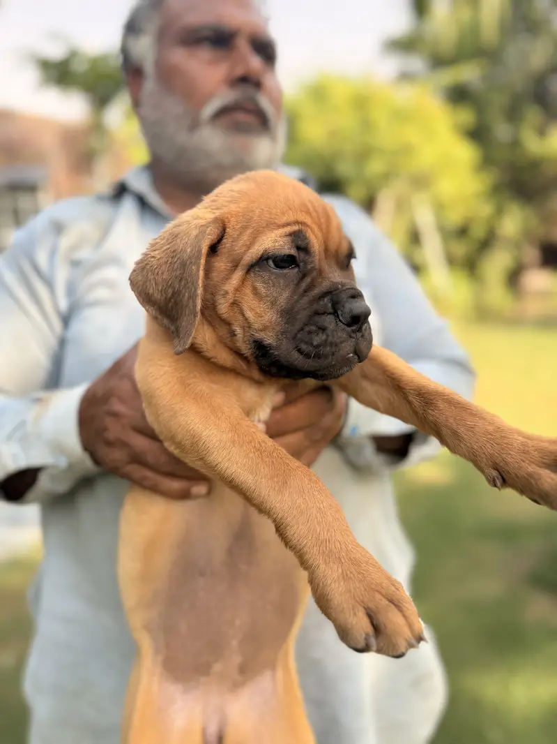 Bull mastiff Puppies – KCP Registered (bullmastiff) — photo 5