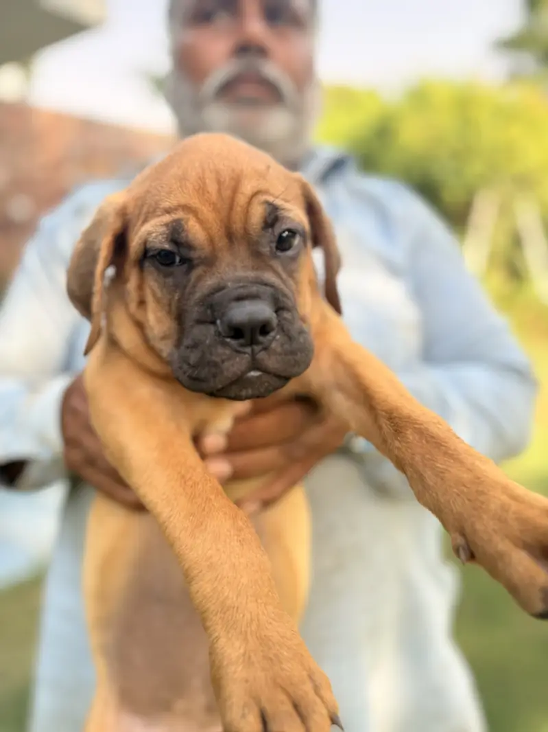 Bull mastiff Puppies – KCP Registered (bullmastiff) — photo 6