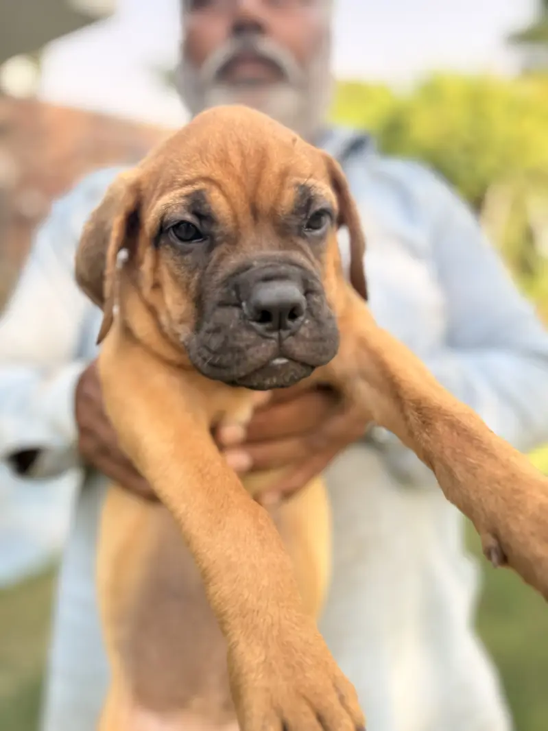 Bull mastiff Puppies – KCP Registered (bullmastiff) — photo 7