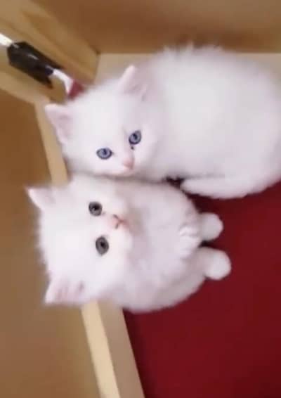 Persian kattins doll faces