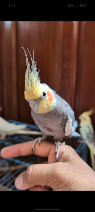 Hand tamed Cockatiel Parrots for Sale