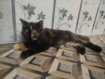 This cat is my gift my family is no permission to adopt to give a sale