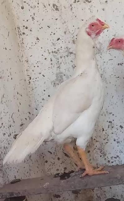 assel 2 year age for sale