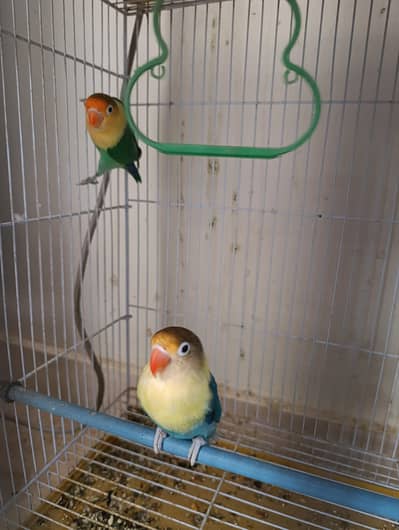 love bird