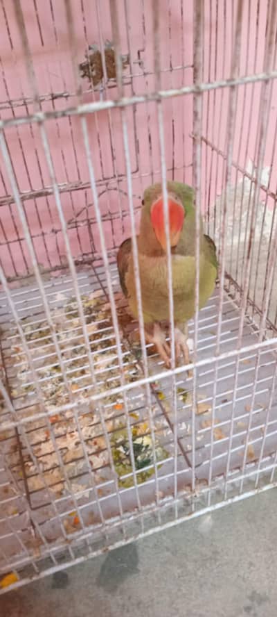 kasmeri raw parrat for sale gar ka pala howa h