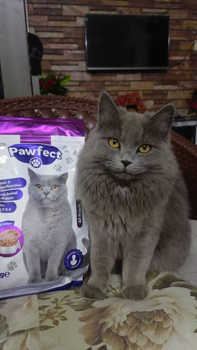 Persian Male
