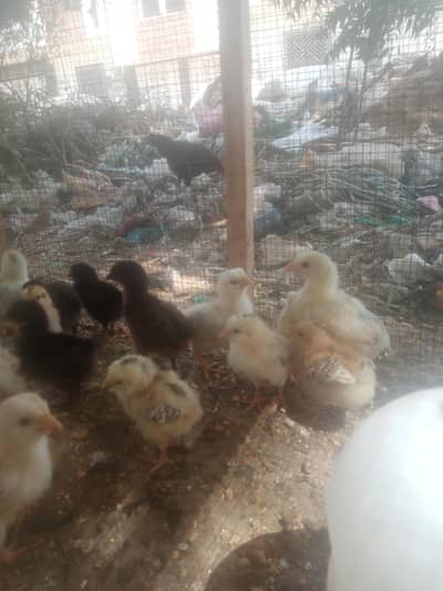 Desi, Misri and aseel chicks