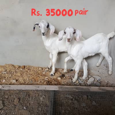 teddy tapry bachay (pair) male female or lal chamba teddy male