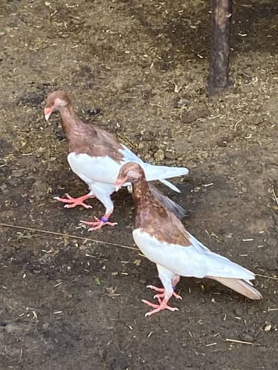 Red magpie Danish Tumbler Ready to breed pair 03115733578