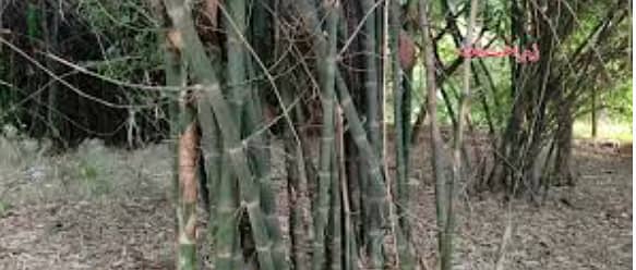 Bamboos (bans) for sale -5 Acar-پانچ ایکڑ بانس برائے سیل