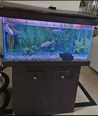 Aquarium 8mm 36inches x 22 inches