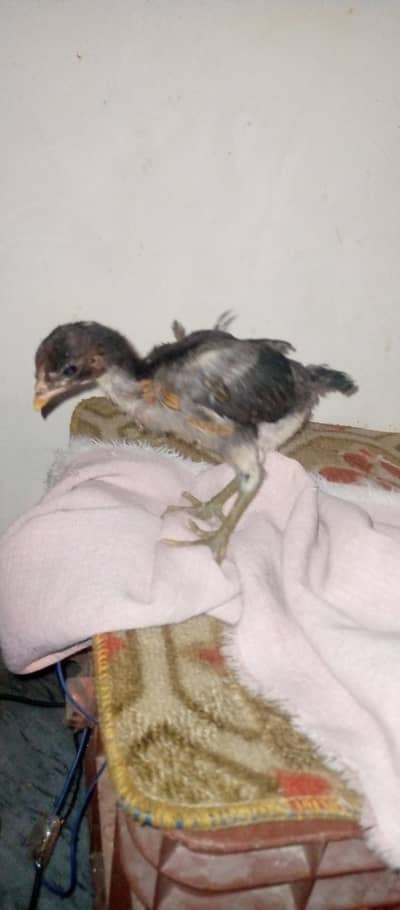 thai aseel chick