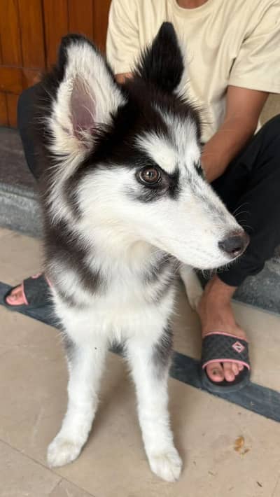 Husky Mix eyes 3 month Male