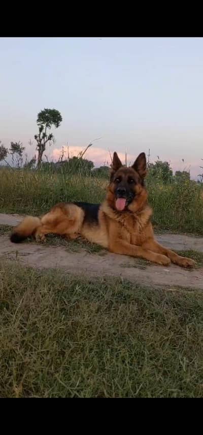 Female Gsd double coat