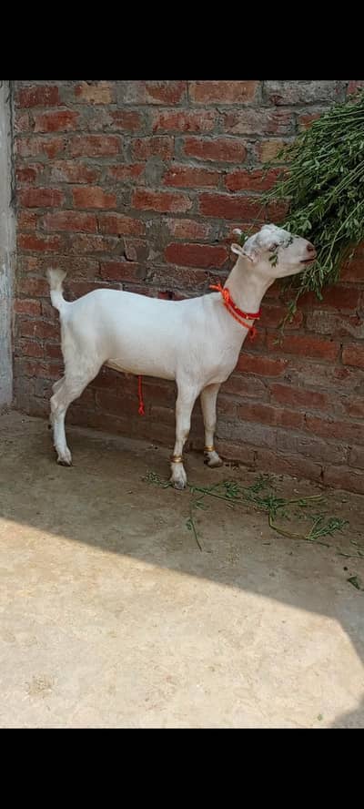 tedda for sale