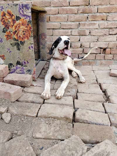 Bully Dog In Multan