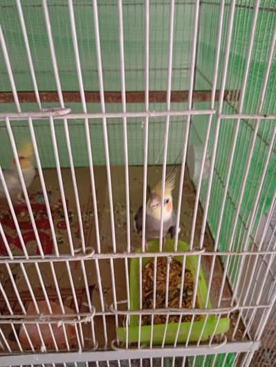 Grey male or cinnamon pearl pied ki female hai