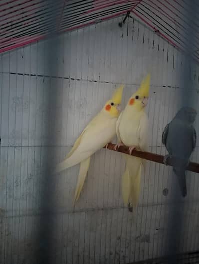 coctail pair for sall nail tail faly all oky naet calen ha
