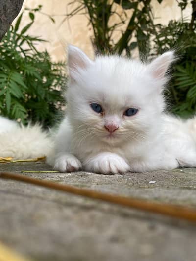 Female persian kitten