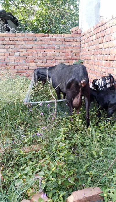 Bakri 2 bacho k Sath - Goat with 2 kids