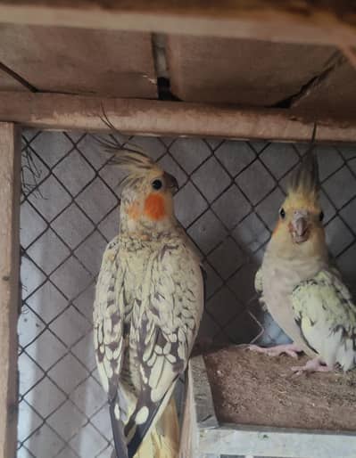 two pair cocktail braider pair