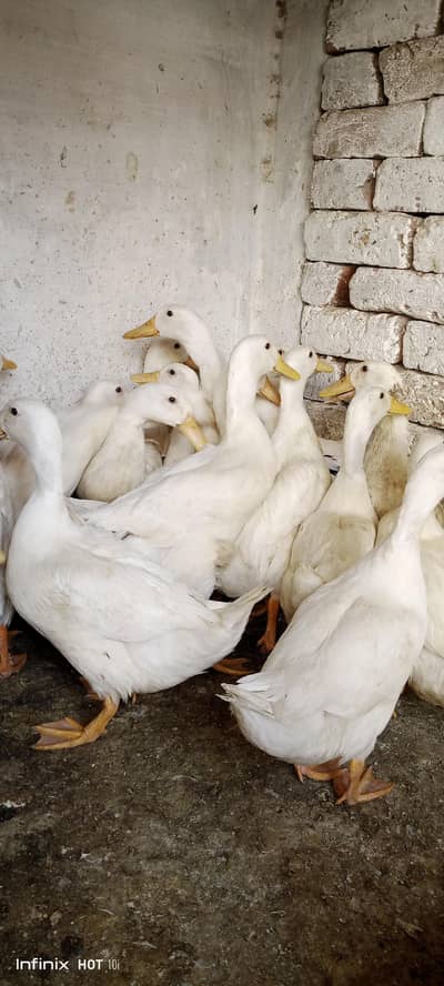 white ducks for sale