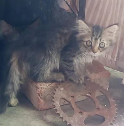 pure Persian tabby kitten pair