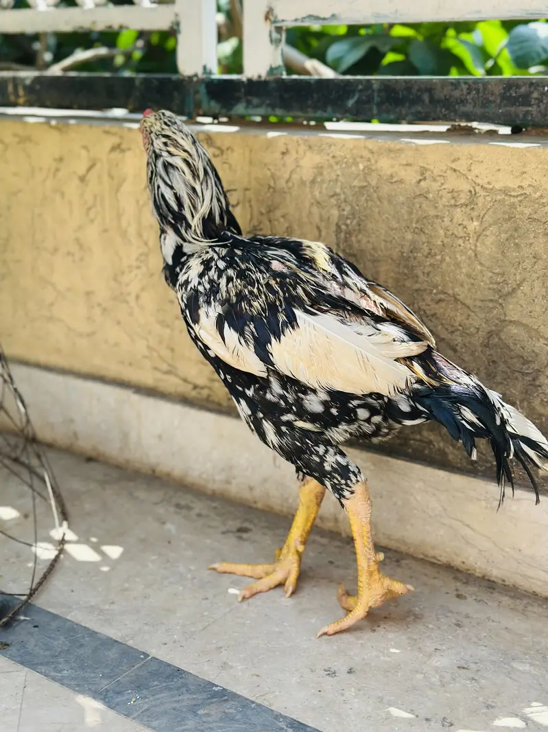 Aseel cheena | Aseeel Mianwali | Murga — photo 4