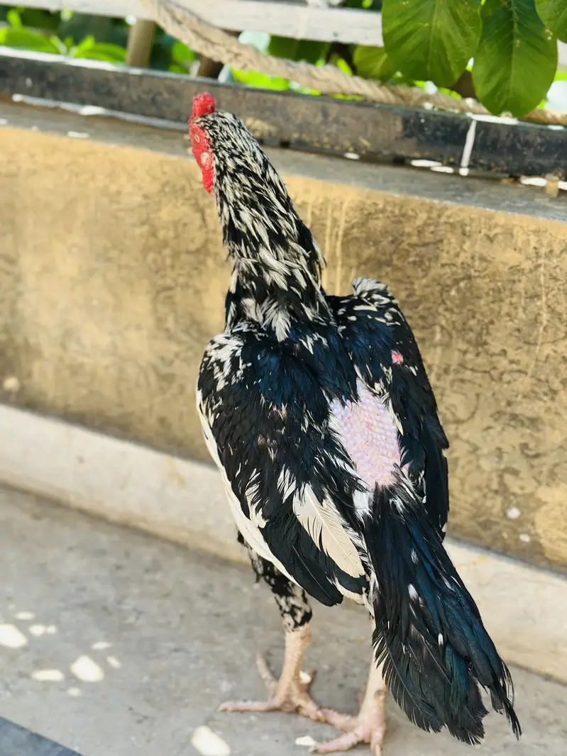Aseel cheena | Aseeel Mianwali | Murga — photo 5