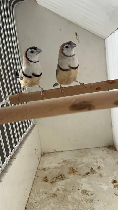 Fawn Owl  Breader Pairs Available