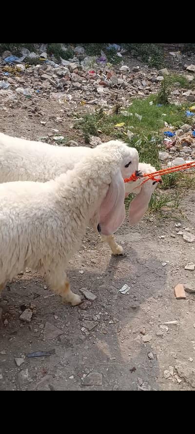 Sargodha Breed Kajlay For Sale