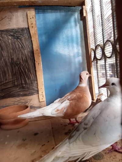fakhta dove