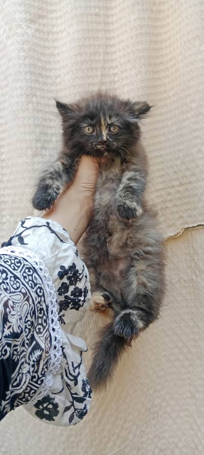 Black Persian Kitten Fluffy Coat Jrw